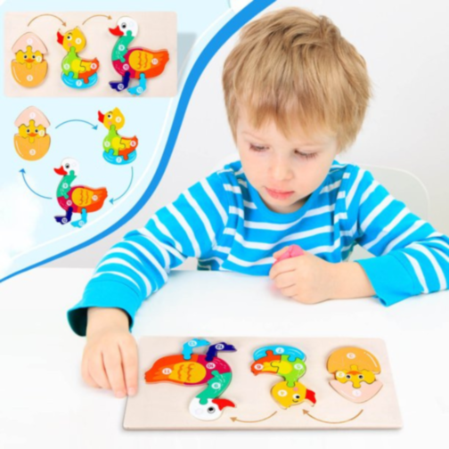 Ciclul de Viață al Rățuștii, Puzzle Incastru de Lemn