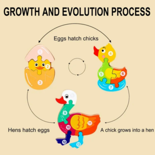 Ciclul de Viață al Rățuștii, Puzzle Incastru de Lemn