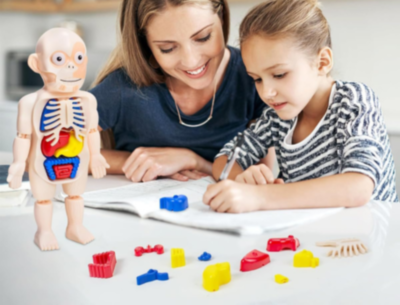 Set Educativ Anatomie Umană cu Organe și Laborator | image