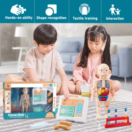 Set Educativ Anatomie Umană cu Organe și Laborator