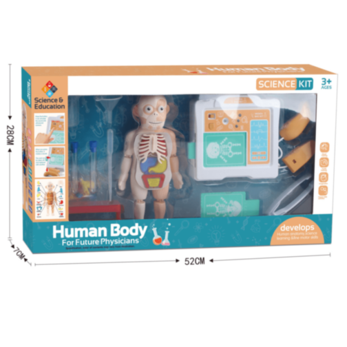 Set Educativ Anatomie Umană cu Organe și Laborator