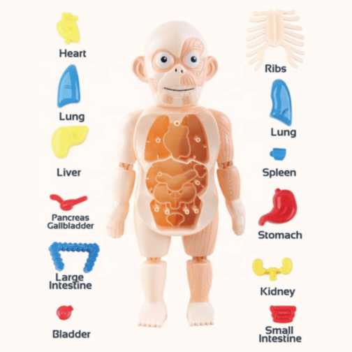 Set Educativ Anatomie Umană cu Organe și Laborator