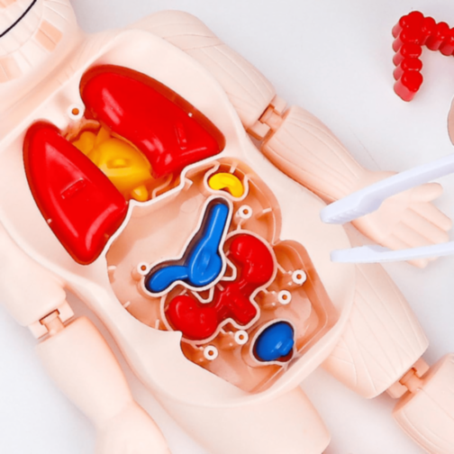 Set Educativ Anatomie Umană cu Organe și Laborator