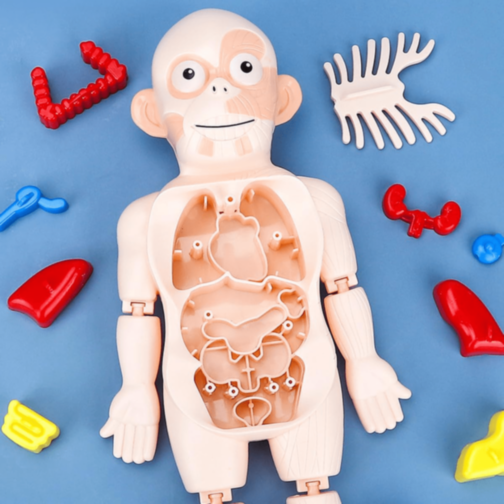 Set Educativ Anatomie Umană cu Organe și Laborator