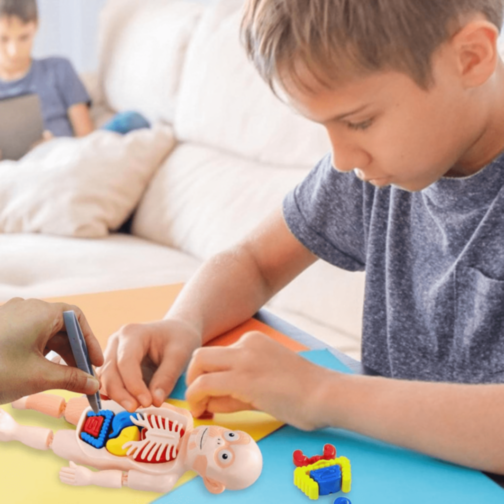 Set Educativ Anatomie Umană cu Organe și Laborator