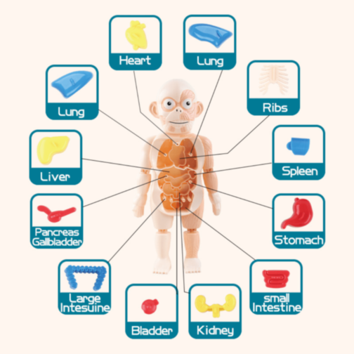 Set Educativ Anatomie Umană cu Organe și Laborator
