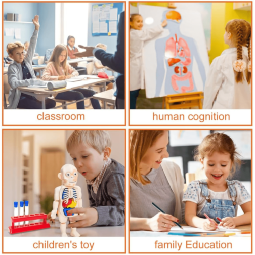 Set Educativ Anatomie Umană cu Organe și Laborator